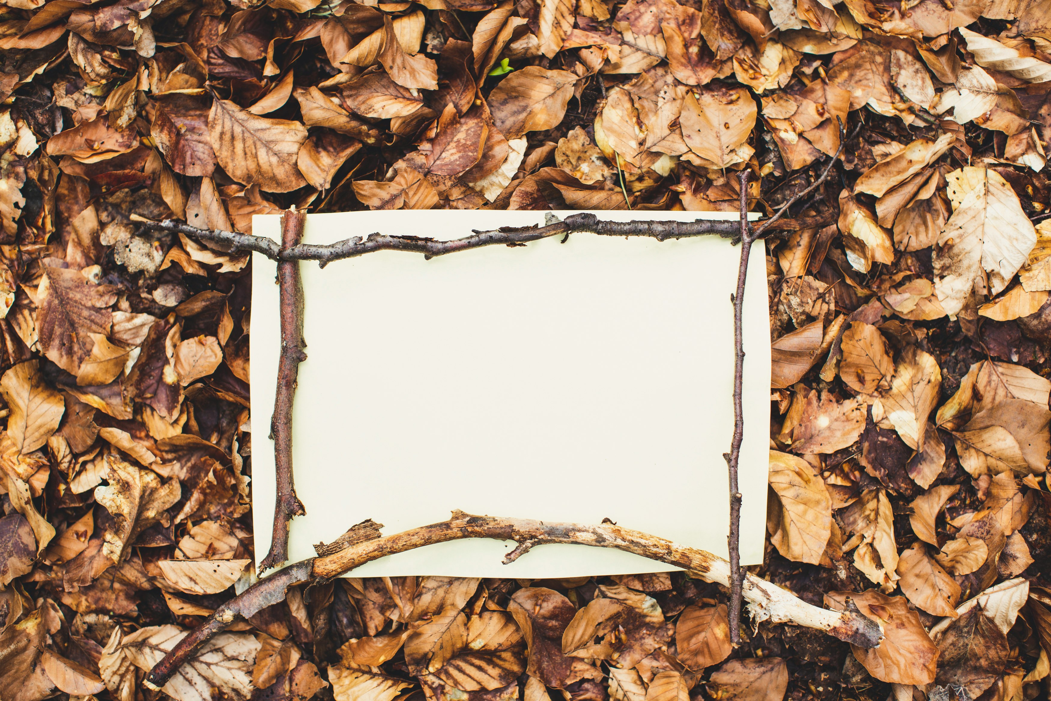 white printer paper on brown dried leaves